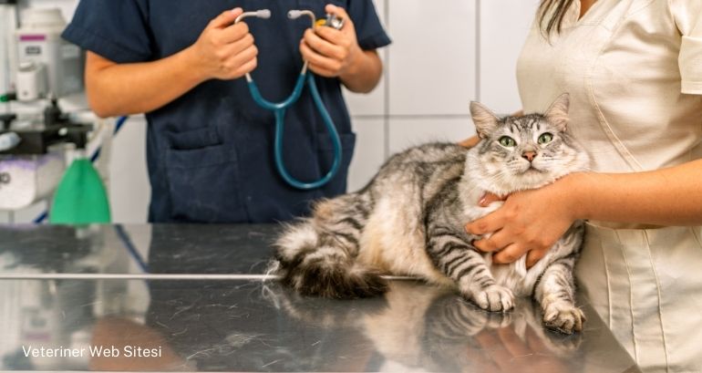 Veteriner Kliniği Web Sitesi